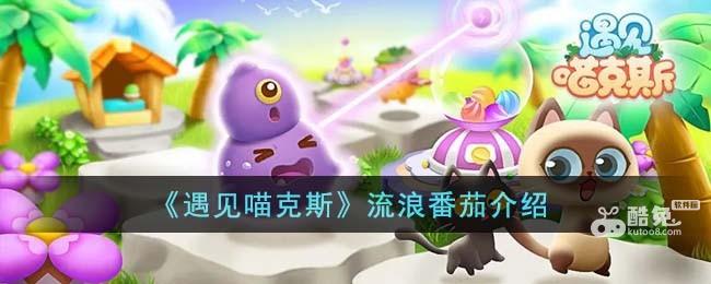 《遇见喵克斯》流浪番茄介绍